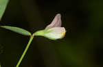 American bird's-foot trefoil